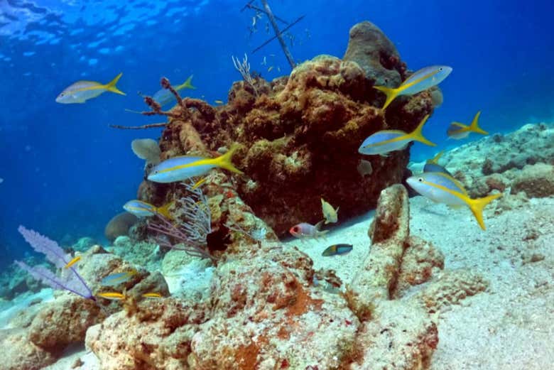 Admire the beautiful fish