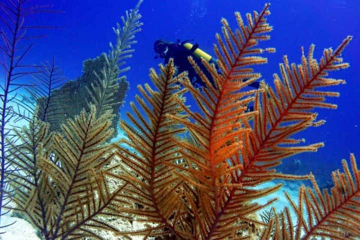 Swim at the bottom of the sea