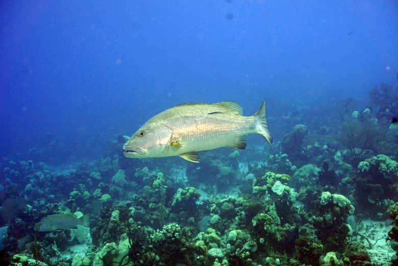 Discover the many marine animals