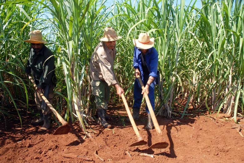 Sugar cane plantation