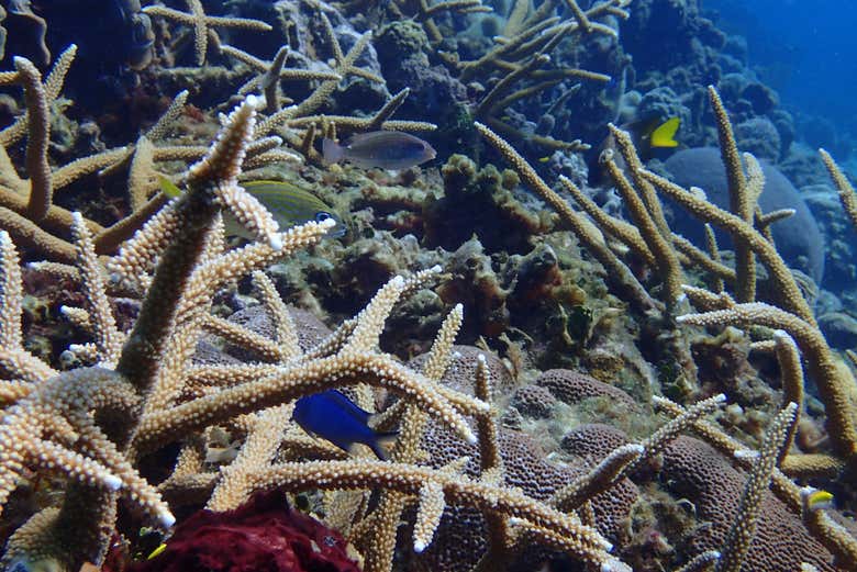 See the marine biodiversity up-close