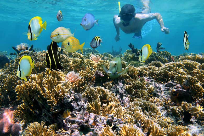 Sumérgete en el Caribe practicando snorkel
