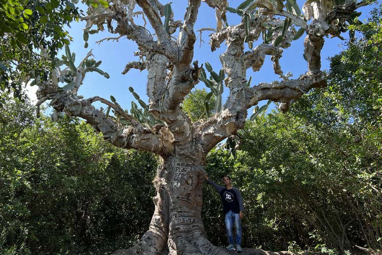 Cactus gigante ejemplar botánico vivo más antiguo de Cuba