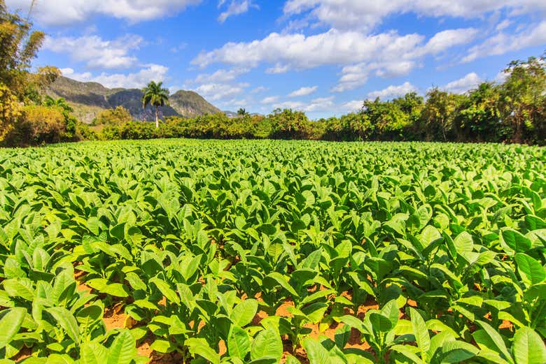 Valle de Viñales