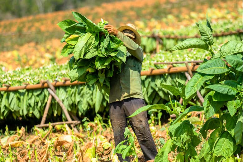 Recogiendo las hojas del tabaco