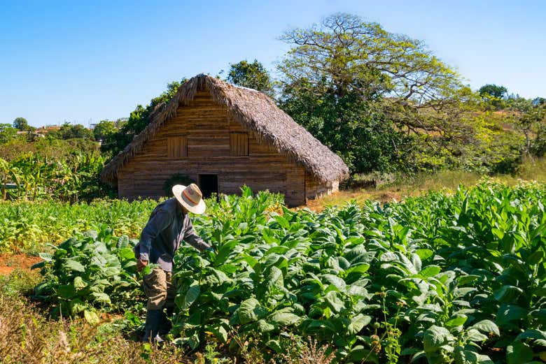 Plantación de tabaco