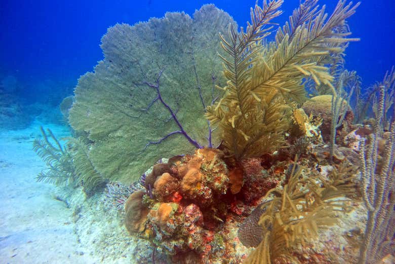 Discover the vegetation and marine life