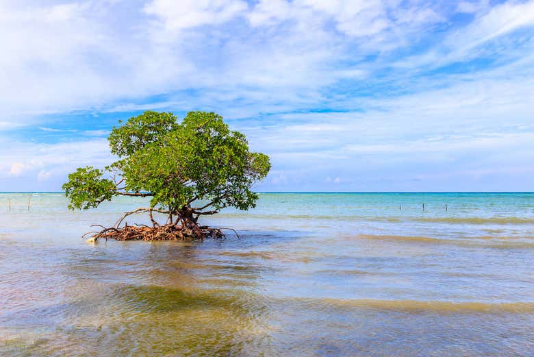 Tree in the sea at Cayo Jutías