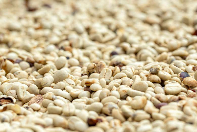 Beans drying in the sun