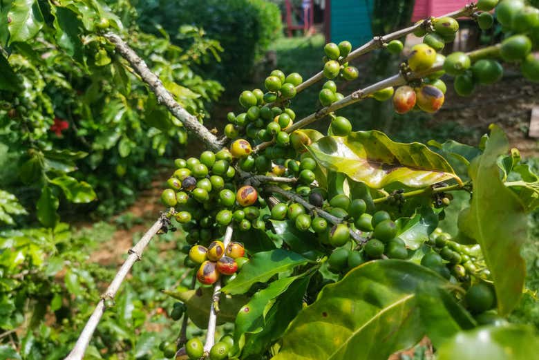 Exploring a coffee plantation