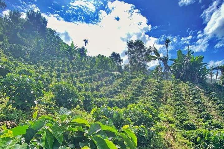 Plantations in Viñales
