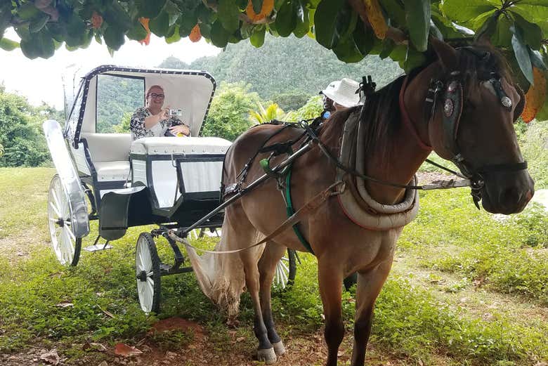 Ready for the carriage ride