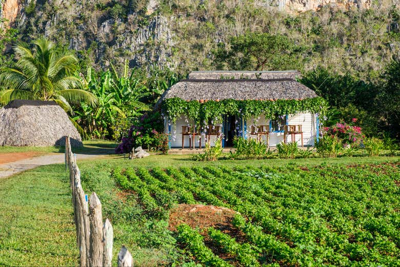 A rural house and plantation in Viñales