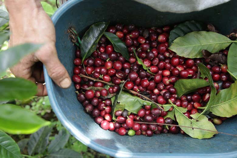 Freshly picked coffee beans