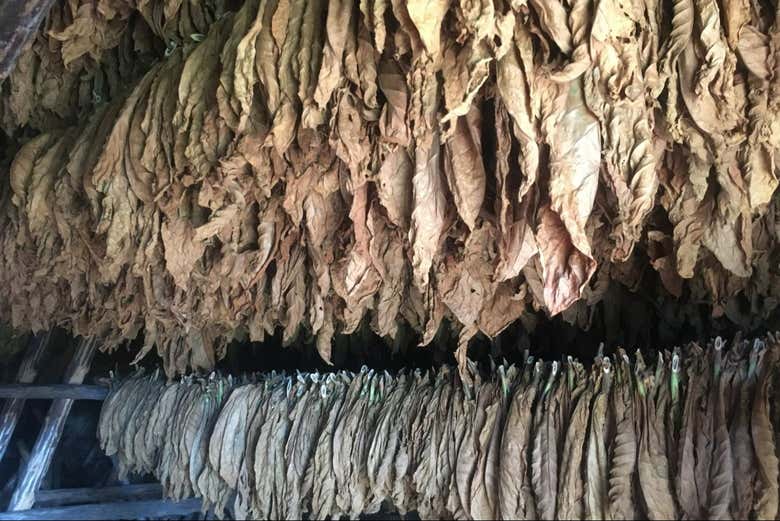 Visit a tobacco farm