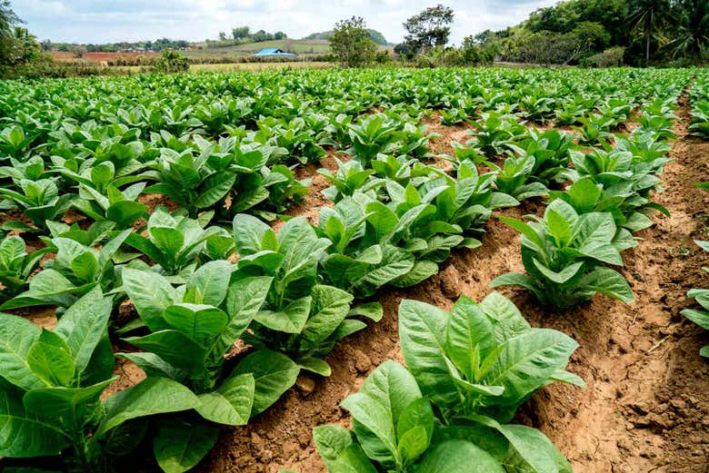 Extensas plantaciones de tabaco