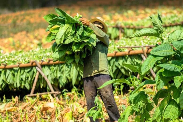 Plantaciones de tabaco de Viñales