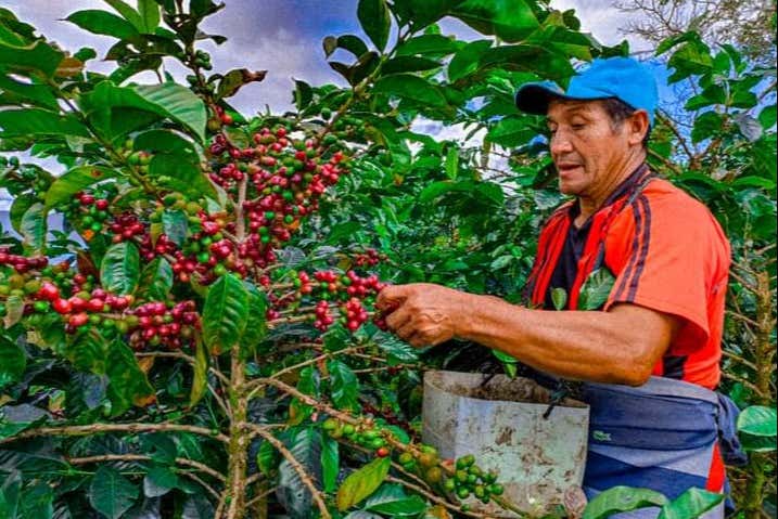 Collecting coffee