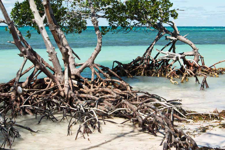 Mangroves on Cayo Jutías beach