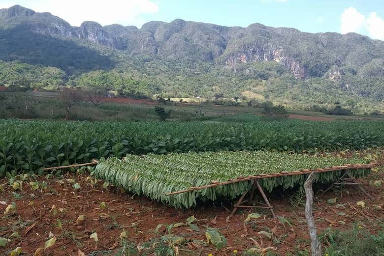 Immerse yourself in the beauty of the Cuban countryside