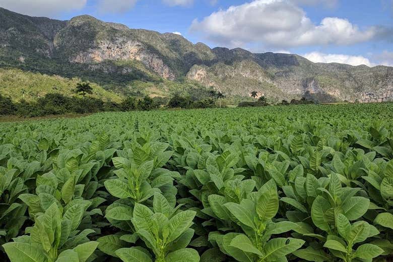 Learn how tobacco is harvested and processed