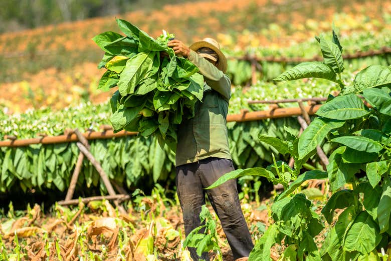 Plantaciones de tabaco en Viñales