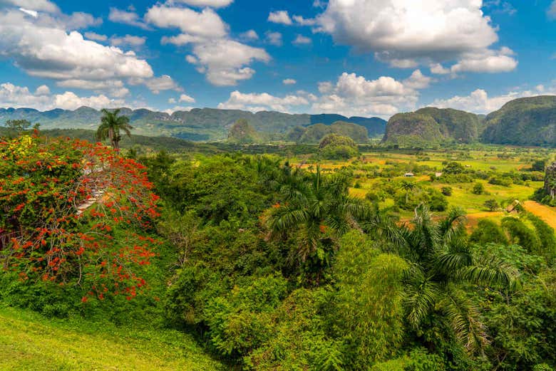 Cuban landscape