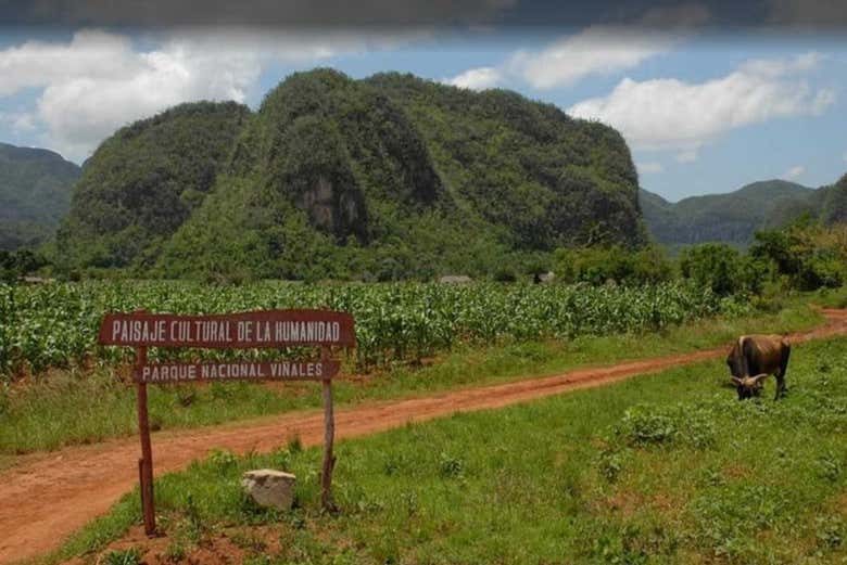 Valle de Viñales