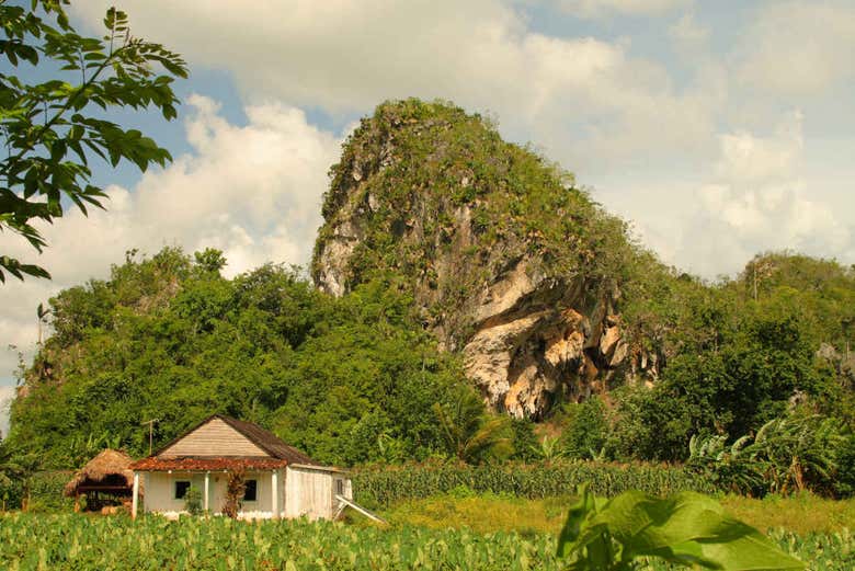 Canopy, Valle de Viñales