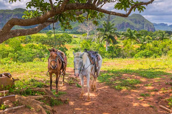 Giro in calesse nella Valle di Viñales