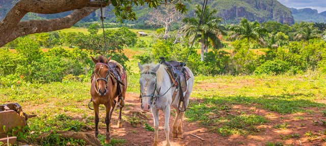Paseo en calesa por el Valle de Viñales