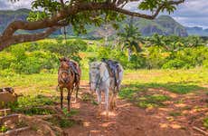 Paseo en calesa por el Valle de Viñales