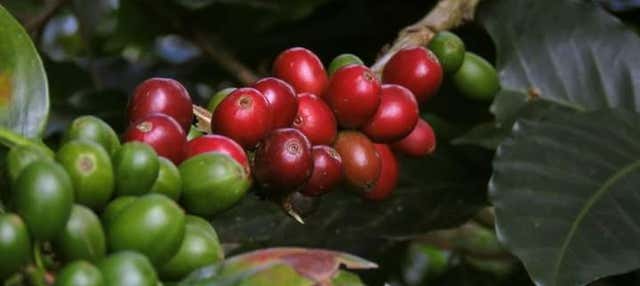 Tour del café por Viñales