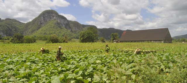 Tour del tabaco por Viñales