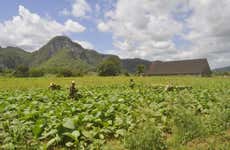 Tour del tabaco por Viñales