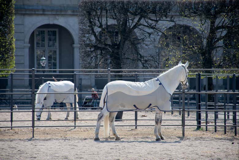 I cavalli delle Scuderie Reali
