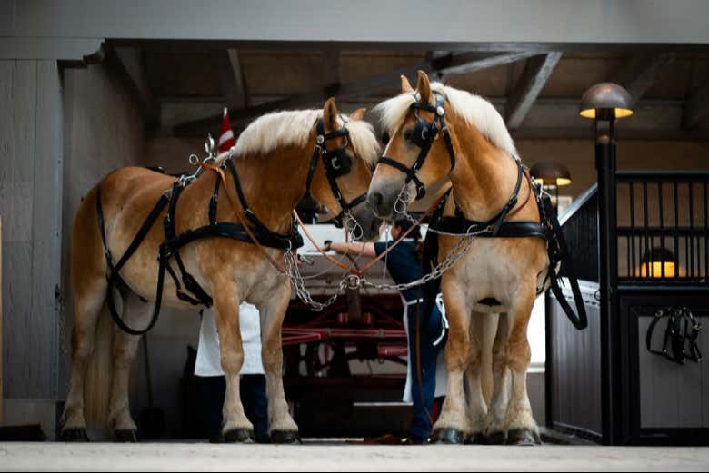 Los caballos de tiro de Home of Carlsberg