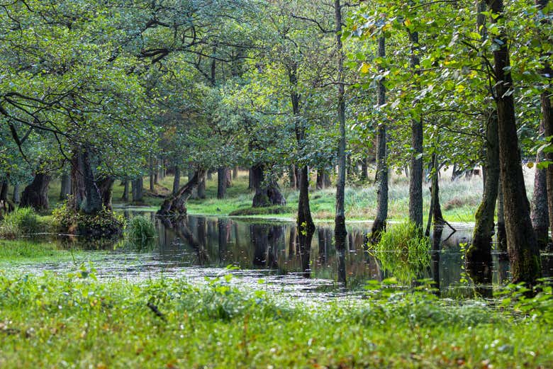 Contemplaréis un enclave único de la naturaleza danesa
