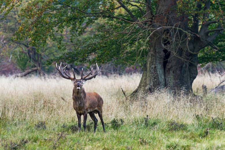 Explore Dyrehaven Park
