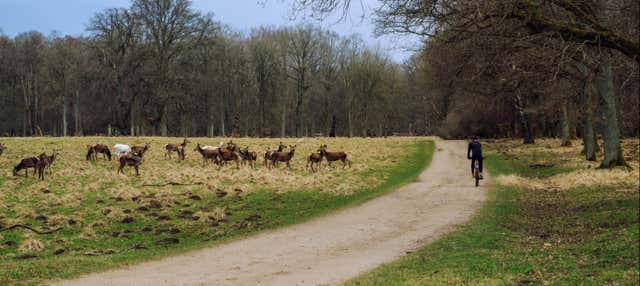 Dyrehaven Park Bike Tour