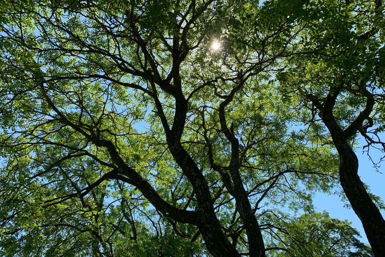 Admiring nature