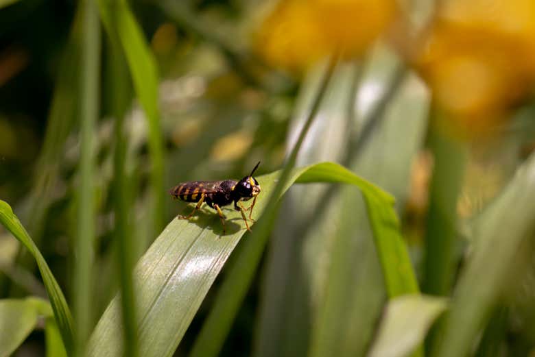 Admiring the wildlife around Furesø and Vejlesø lakes