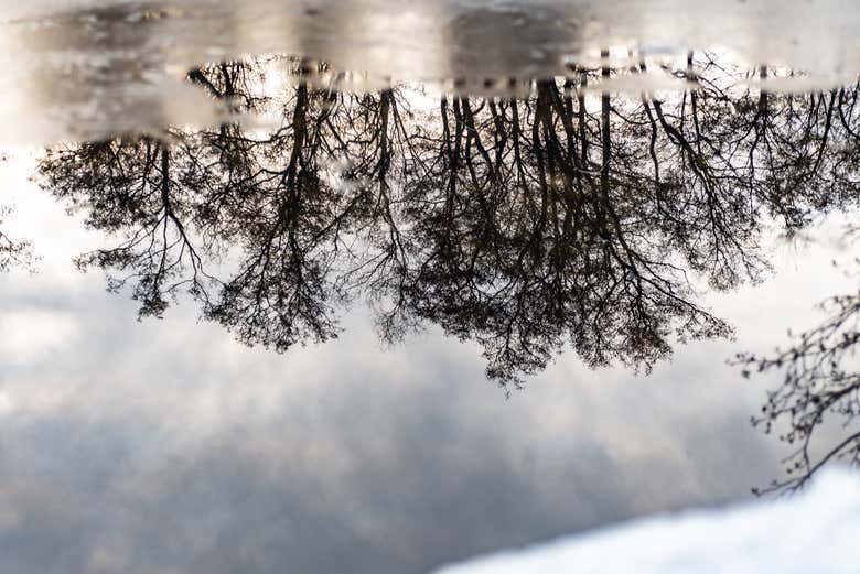 Contemplez le reflet des arbres dans l'eau