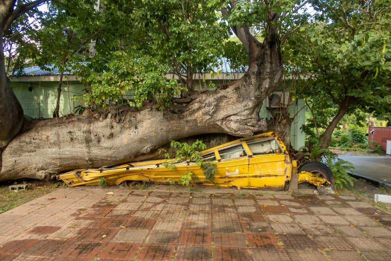 Un autobús escolar aplastado por un árbol en el Jardín Botánico