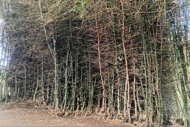 Árboles del Jardín Botánico de Roseau