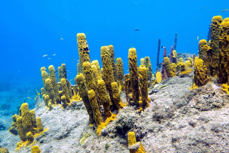 Corales en el arrecife de Champán