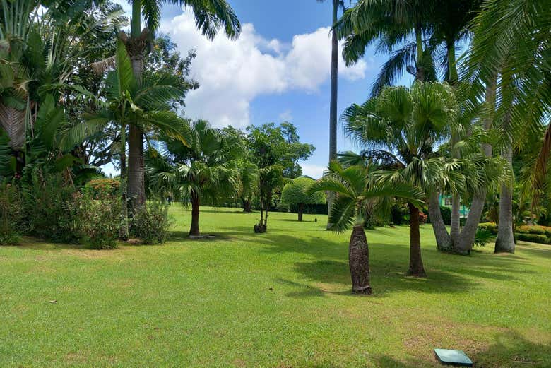Le Jardin botanique de la Dominique compte de nombreux palmiers