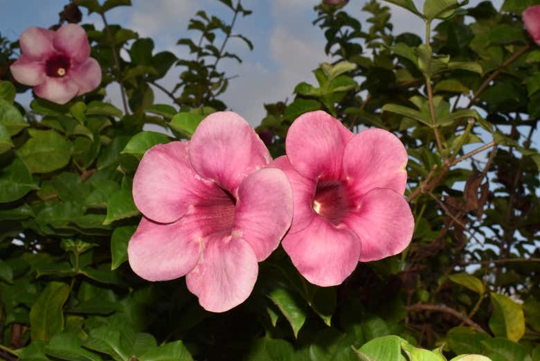 Flores de una Allamanda violeta