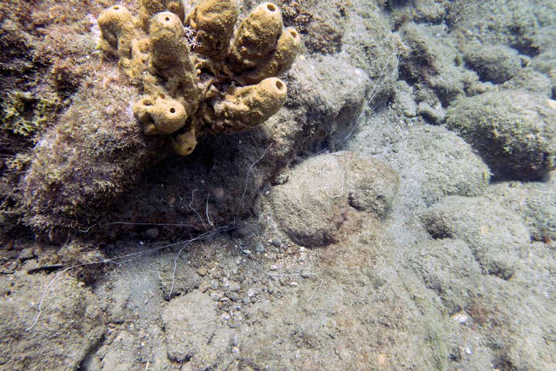 Fondo marino de Dominica