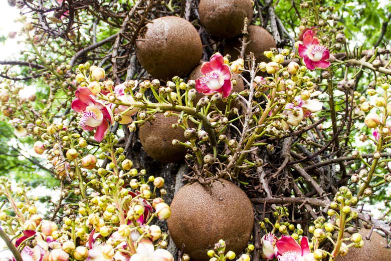 Frutas del árbol ayahuma